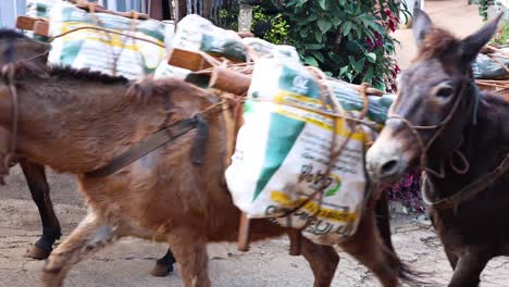 mules walking down street with loaded bags