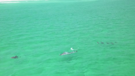 Dolphins-playing-in-the-water