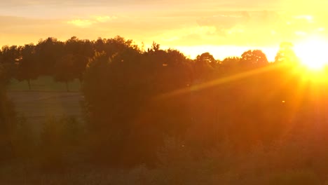 insects flying around in a orange sunset