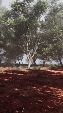 bosque nebuloso con suelo rojo