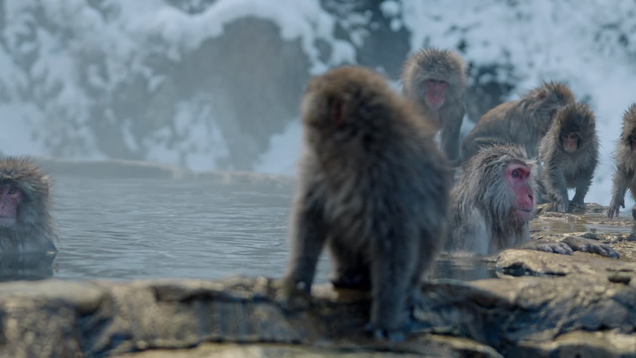 A heartwarming scene as snow monkeys, including mothers with their babies, walk along the edge of an onsen in Jigokudani, Japan.