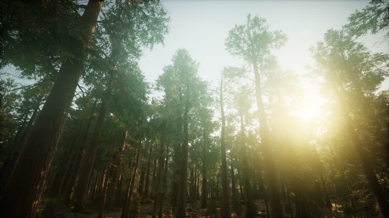paisaje de puesta de sol brumosa del bosque de secuoya