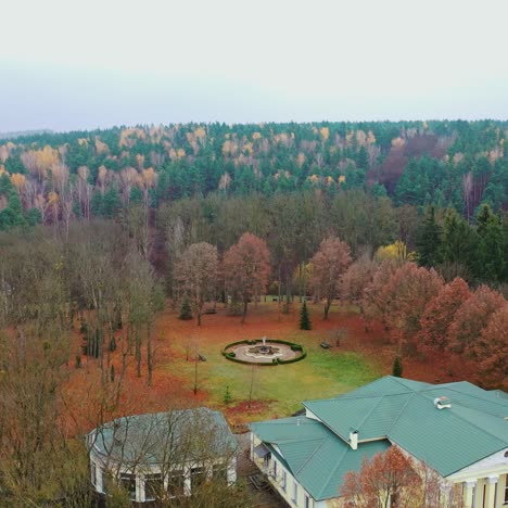 aerial view of forest tree