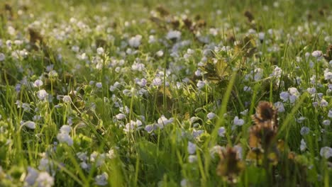 small white spring flowers in grass lawn during sunny evening