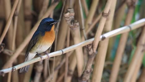 chinese blue flycatcher perched and resting on bamboo branch in thailand