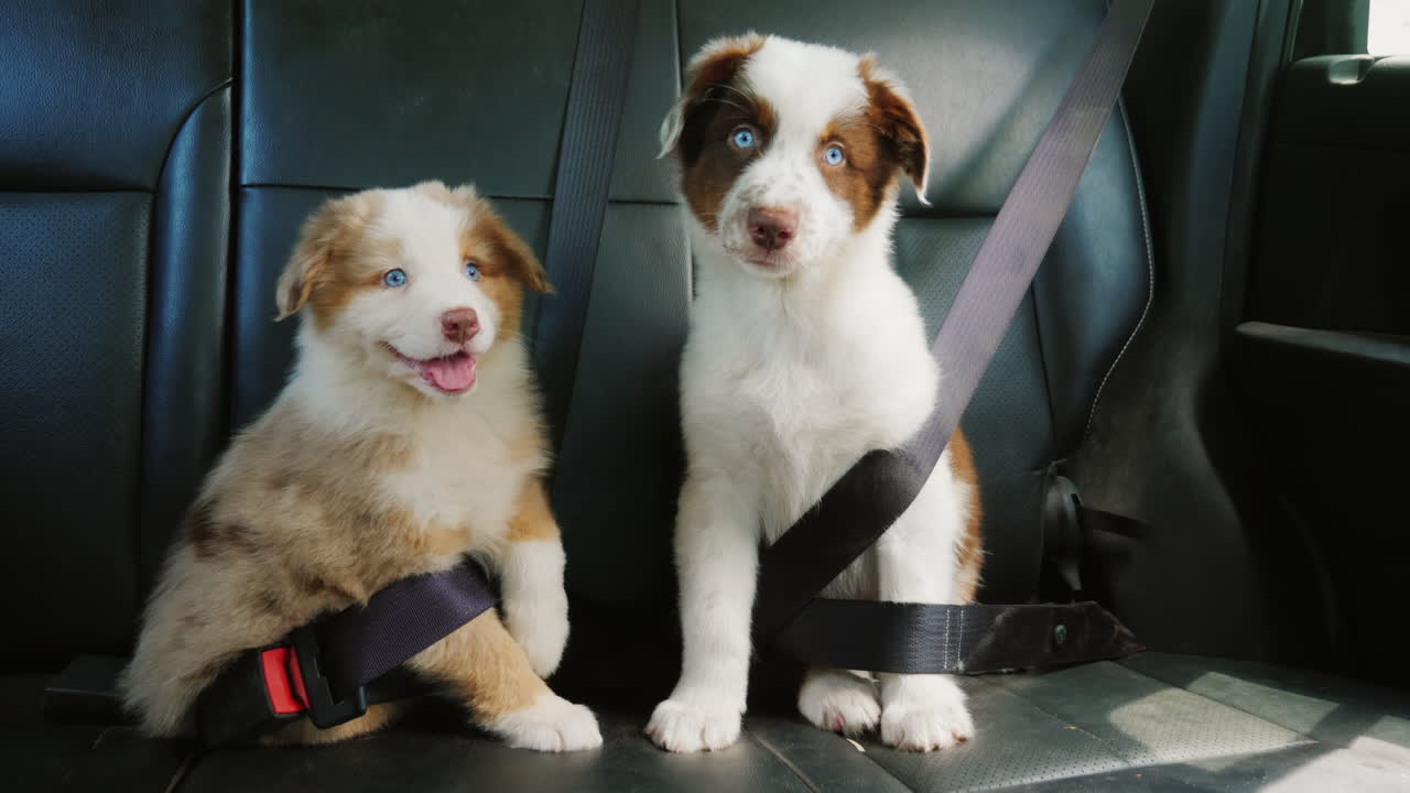 차 뒤에서 함께 여행하는 두 명의 강아지 승객