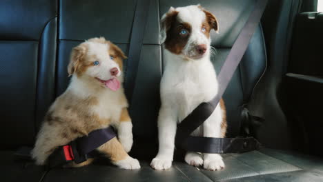 Two-Puppy-Passengers-Traveling-Together-In-The-Back-Of-The-Car