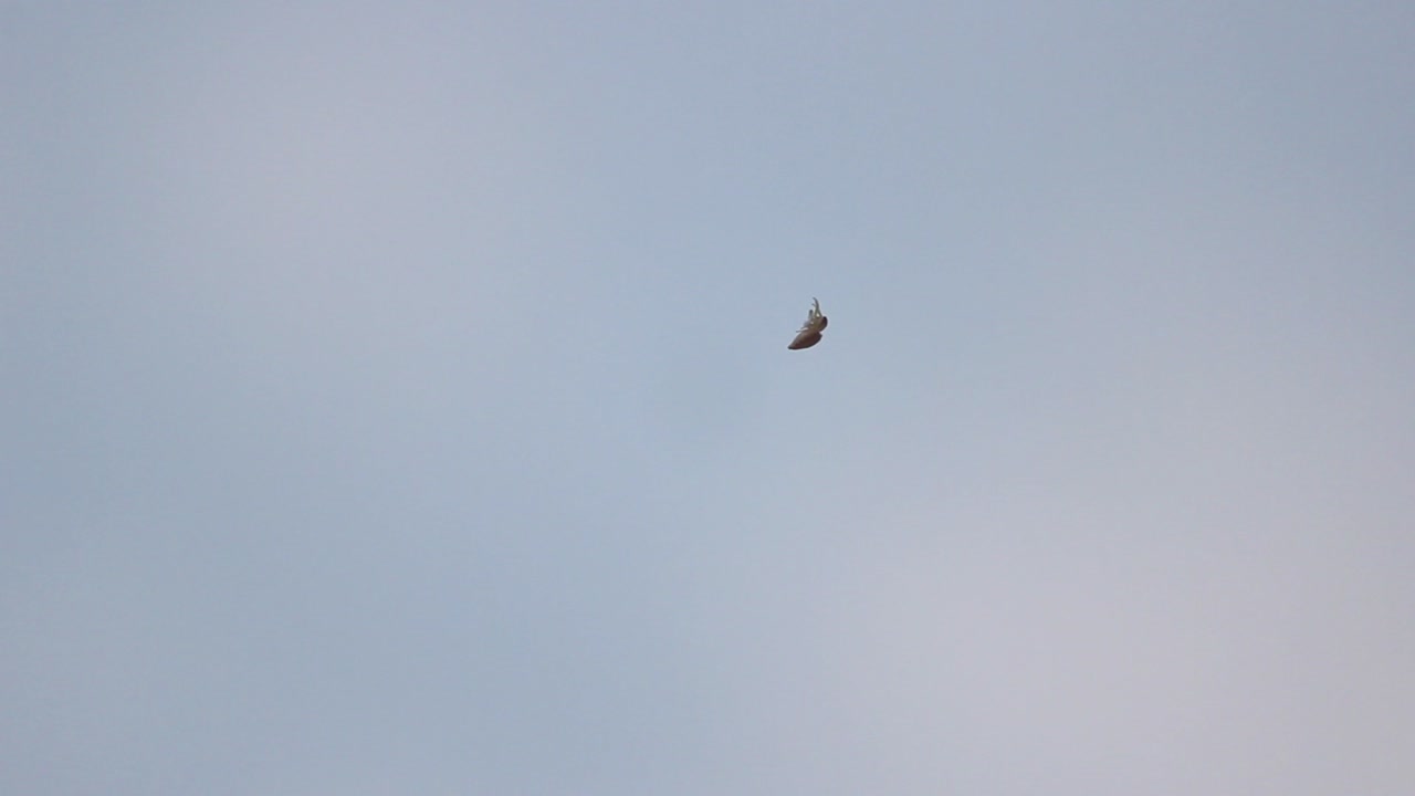 아름다운 푸른 하늘을 배경으로 인도 숲의 얇고 매끄러운 거미줄을 기어오르는 작은 거미 i 인도 거미 스톡 비디오