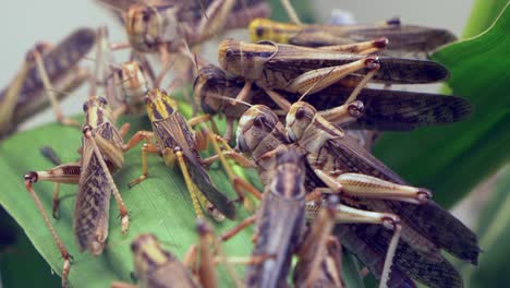 Revelry-of-horny-grasshoppers-mating-and-pairing-on-green-leaves-in-nature--macro-close-up