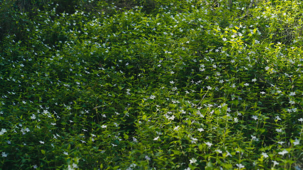 Un denso tappeto di piccoli fiori selvatici bianchi si estende su un verde sottobosco, illuminato dalla luce soffusa del sole e creando una texture naturale fresca e pacifica.