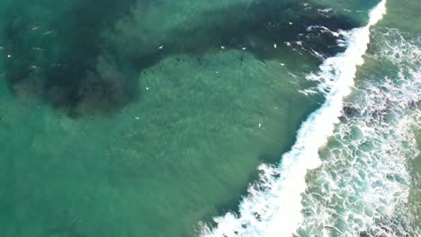 Delfines-Nariz-De-Botella-Cazando-Peces-En-La-Cabeza-Rota-NSW---Byron-Region---Australia