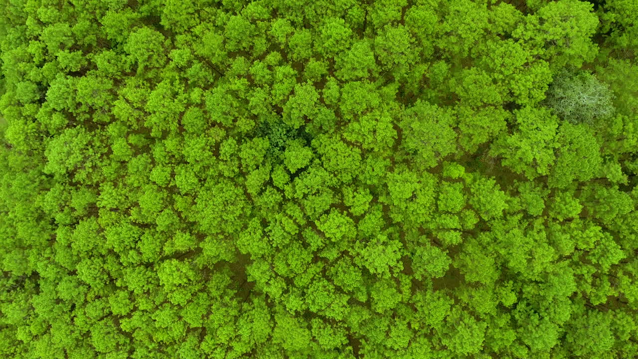 vista desde arriba del bosque de pinos
