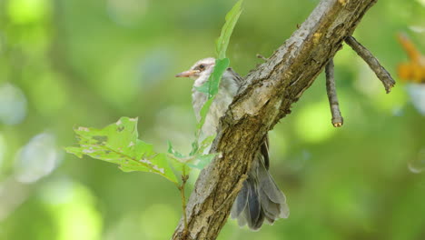 Incipiente-Pájaro-Bulbul-De-Orejas-Marrones-Posado-En-La-Rama-De-Un-árbol-En-El-Bosque-De-Verano