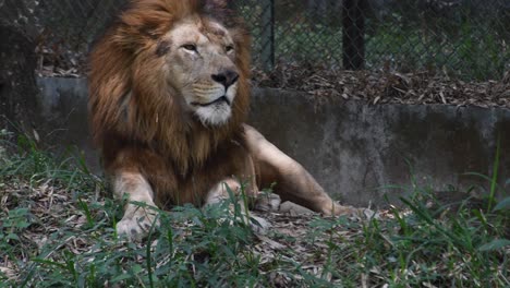 León-Macho-Grande-Sentado-Y-Relajado-Bajo-La-Sombra