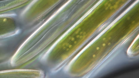 microscopic view of elongated green algae or diatoms