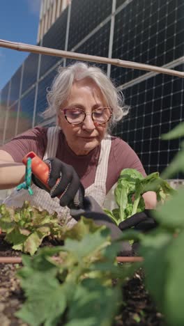 woman gardening with solar panels in background
