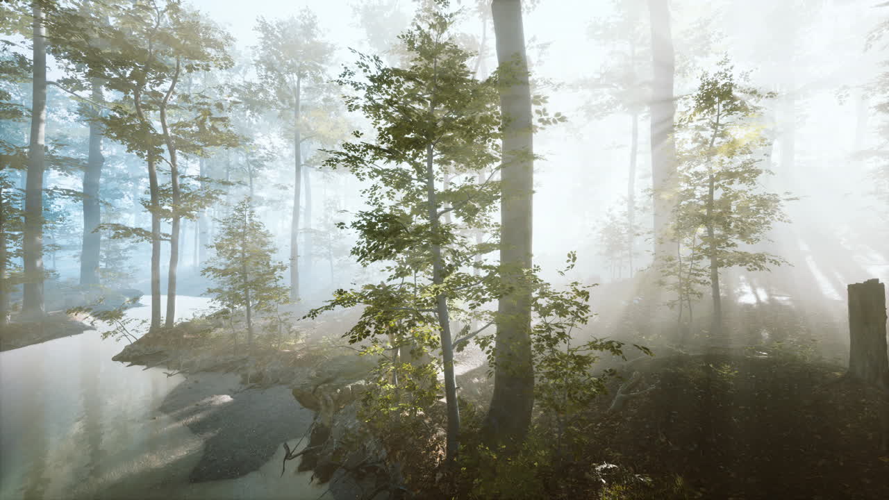 요정 안개 숲에서  ⁇ 빛