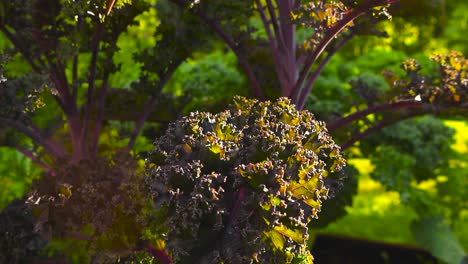 close up footage of red colored purple curly kale cabbage leaves in a sunny summer garden. video spins and orbits around the delicious and nutritious plant with lense and light flare. bokeh background