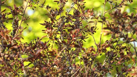 rotäugiger vireo-vogel, der den sonnigen tag genießt und auf buschzweigen springt, statische ansicht