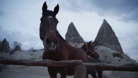 Horses-In-A-Paddock-In-Cappadocia,-Turkey-With-Rock-Formations-In-Background