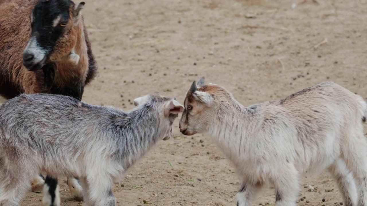 Primo piano di una capra marrone ferma in un recinto, con un animale più grande sfocato sullo sfondo.