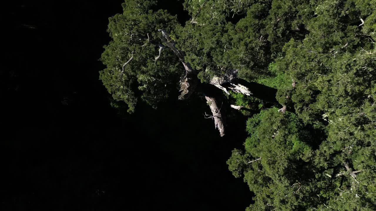 The Indigenous forest of Southern Africa