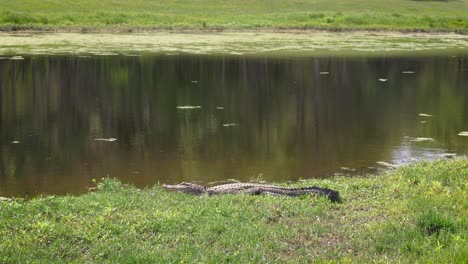 alligator rests long body in grass near pond in florida neighborhood, 4k