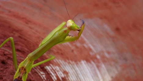 praying mantis walking on a drum plate dirty of mud after flood