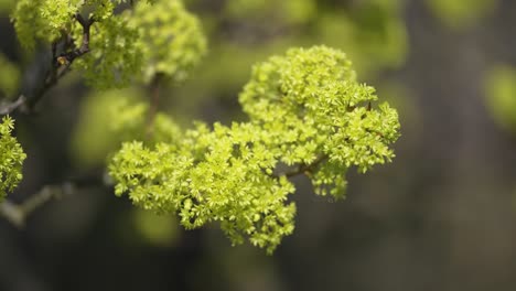 Zarte-Gelbgrüne-Blüten-An-Den-Schlanken,-Blattlosen-Zweigen