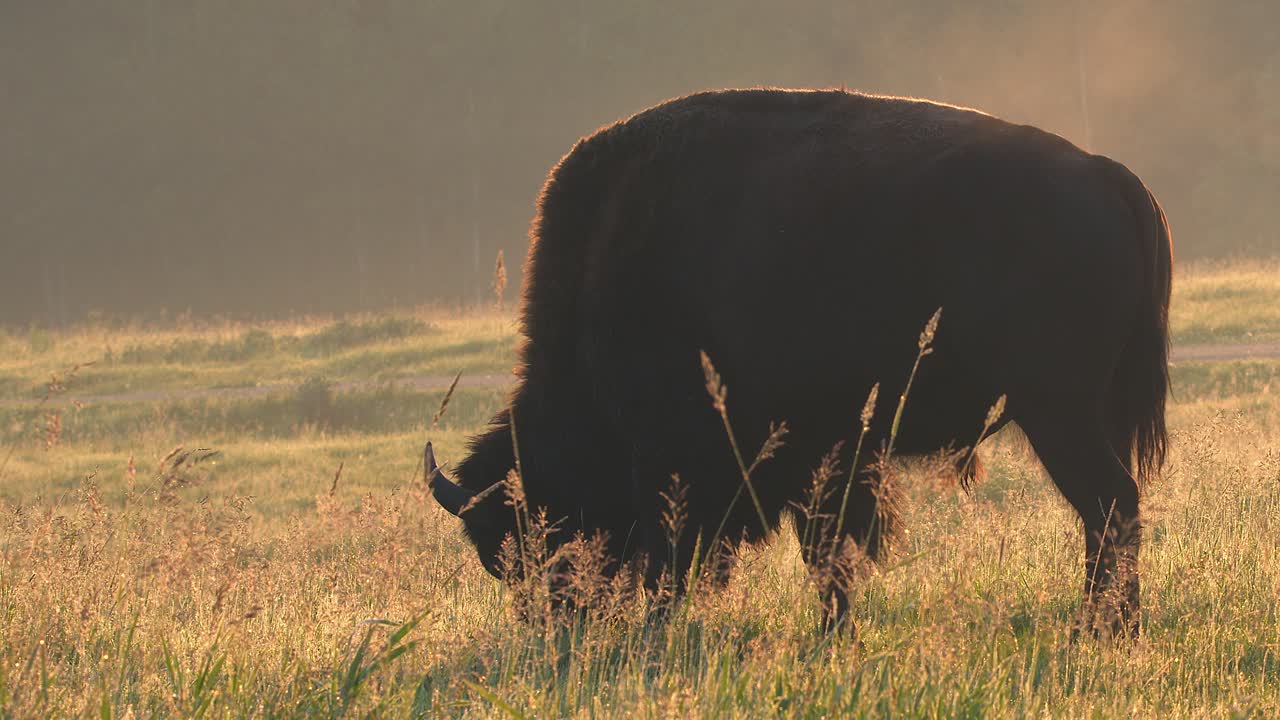 Steaming backlit Plains bison feeds on dewy grass, cool golden morning