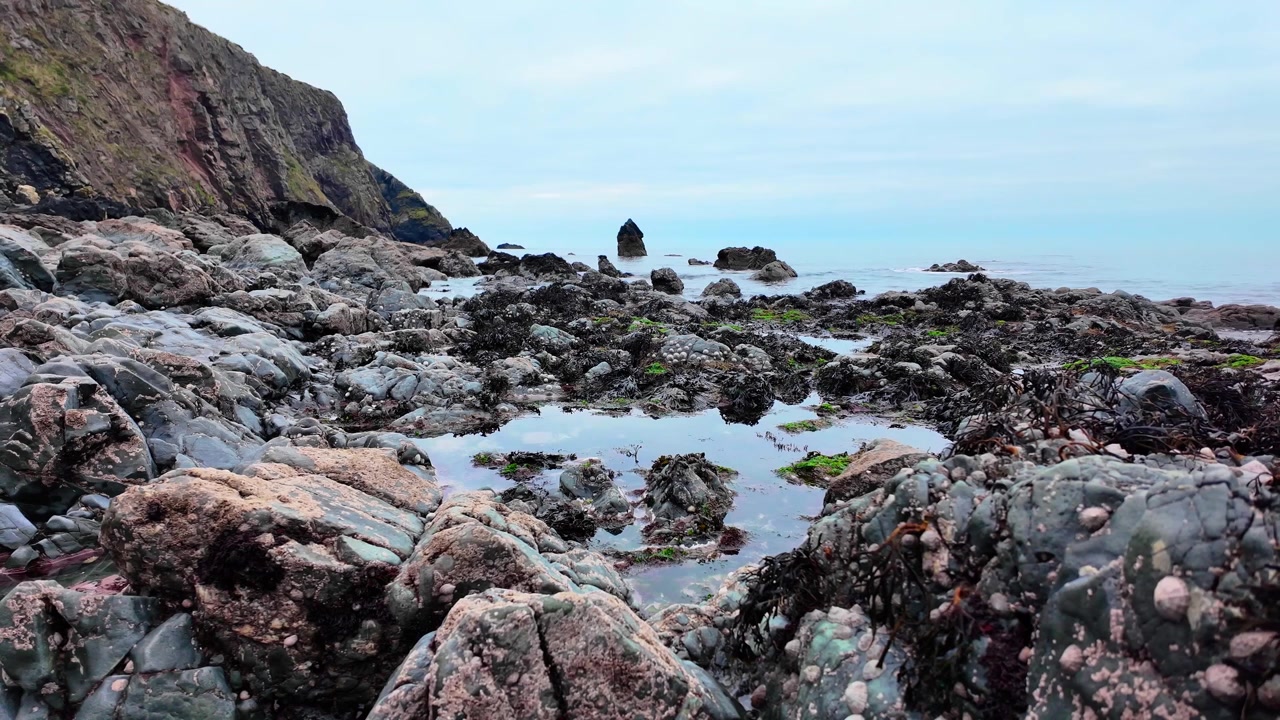 Irlanda, Luoghi Epici, pozze rocciose, alghe e crostacei, Copper Coast, Waterford, Irlanda