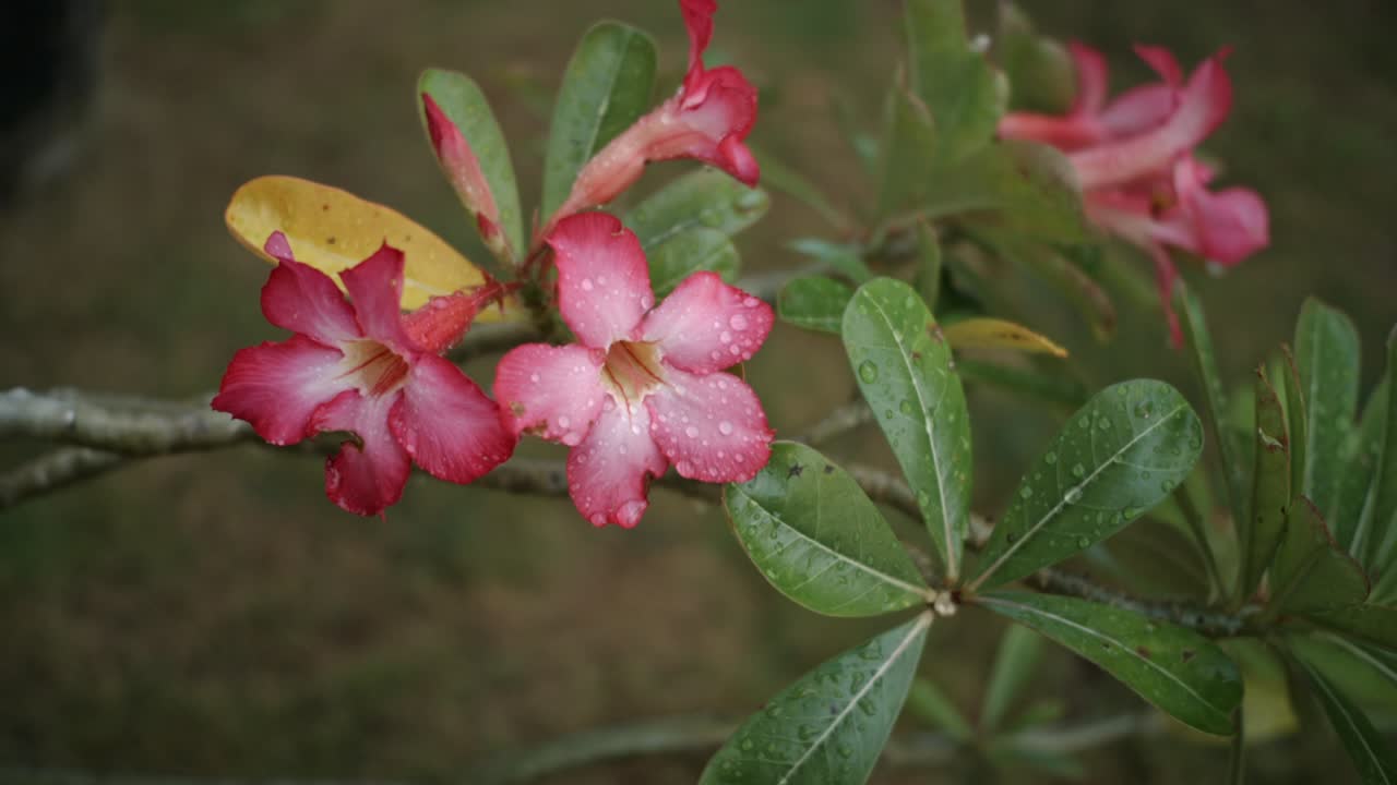 Adenium obesum dan daun-daun dengan tetesan hujan.