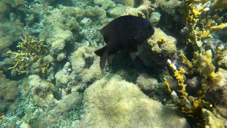 beautiful dark fish with blue spots surrounded by coral reef
