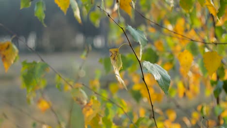 close up: autumn leaves on branch waving in the wind