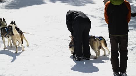 Family-petting-husky-dog-sled-team-during-the-winter,-pan