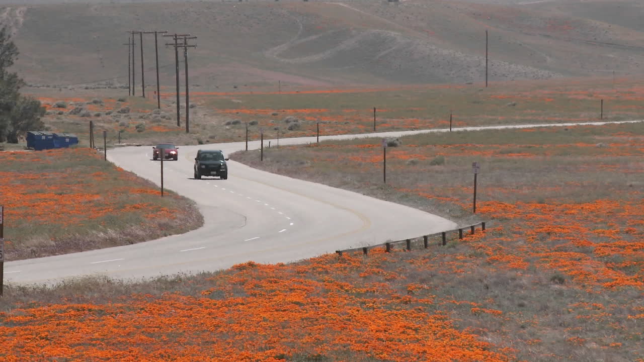 영양 계곡 양귀비 보존 캘리포니아에 들어가는 꽃이 만발한 캘리포니아 양귀비를 통과하는 도로