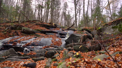 Still-shot-of-a-river-in-forest