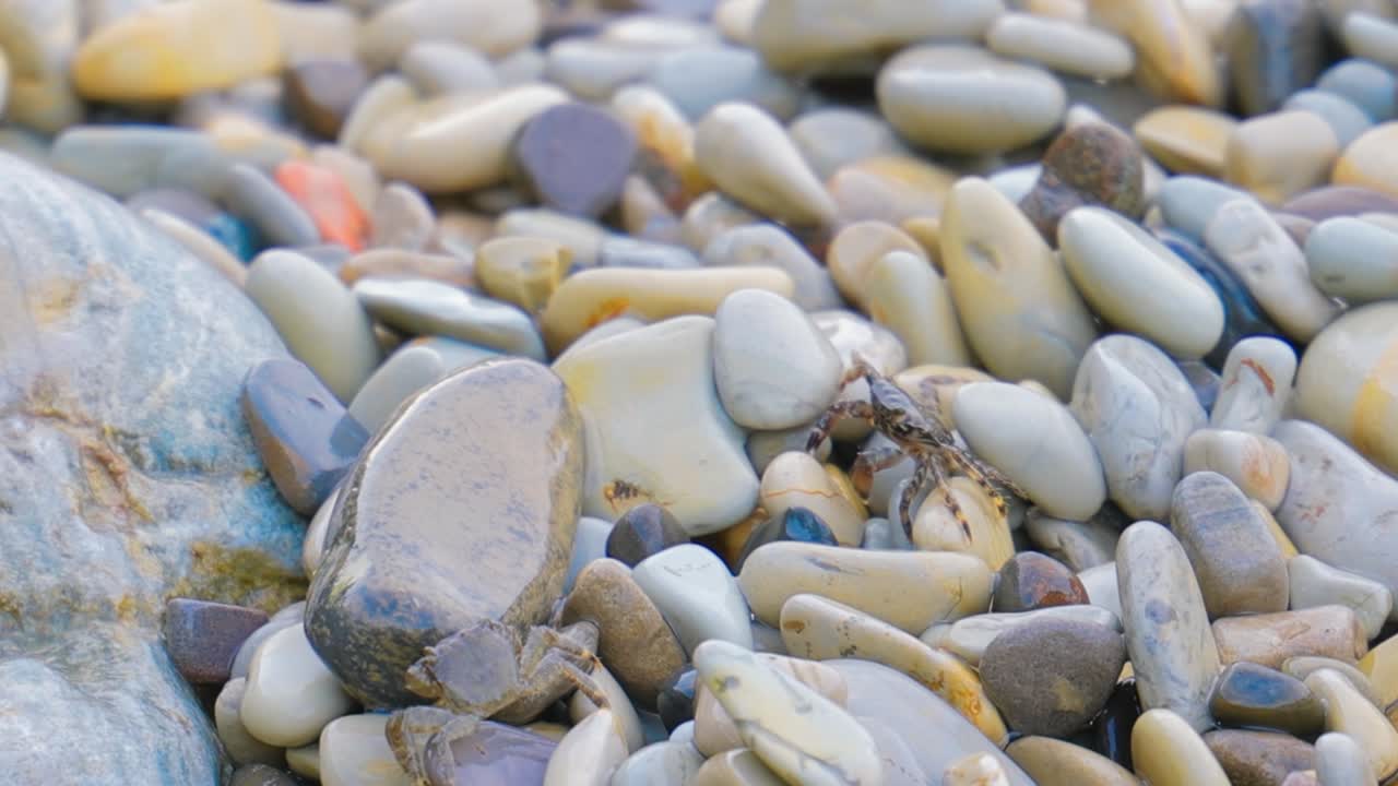 pachygrapsus marmoratus es una especie de cangrejo, a veces llamado cangrejo de roca de mármol o cangrejo de mármol, que vive en el mar negro, el mar mediterráneo y partes del océano atlántico.