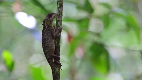 aferrándose a un pequeño árbol en crecimiento en el bosque capturado mientras la cámara se aleja, lagarto arbóreo de vientre escamoso acanthosaura lepidogaster, tailandia