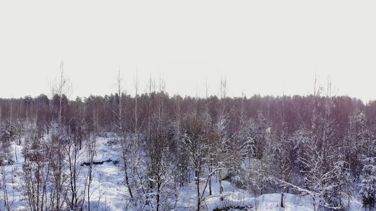 눈 덮인 숲에서도 자동차를 타고. 피트 길이. 아침 햇살의 광선. 조감도. 겨울에는 높은 소나무와 자동차가 있는 도로가 있는 눈 덮인 숲의 공중 전망. 겨울 도로의 평면도