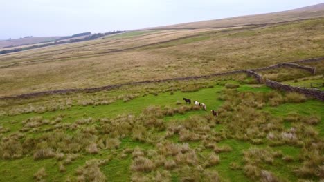 Toma-Aérea-Giratoria-Revelando-Ponis-Salvajes-De-Shetland-En-Los-Páramos-De-Los-Valles-De-Yorkshire