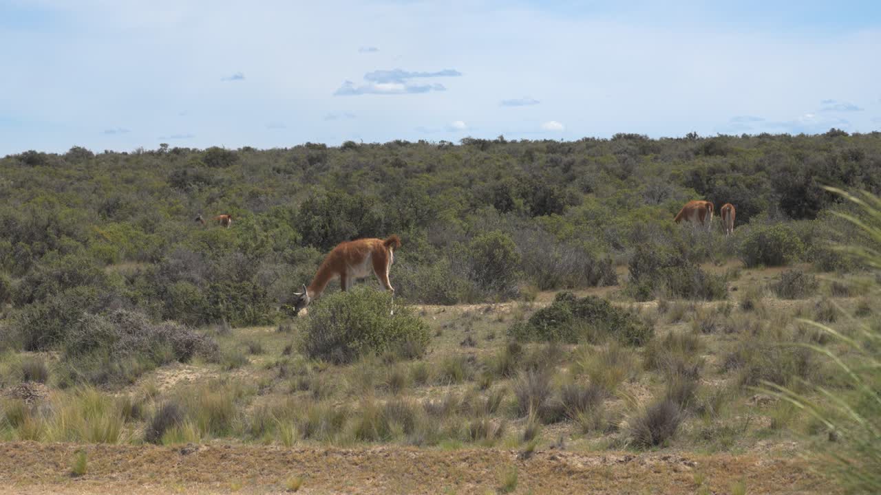 las llamas vagando salvajes en puerto pirámides, argentina