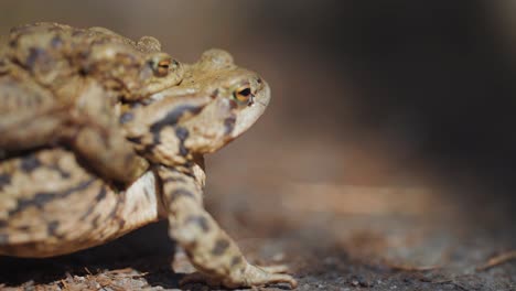 A-pair-of-toads---female-and-male-on-the-move-during-the-spring-mating-season-and-migration