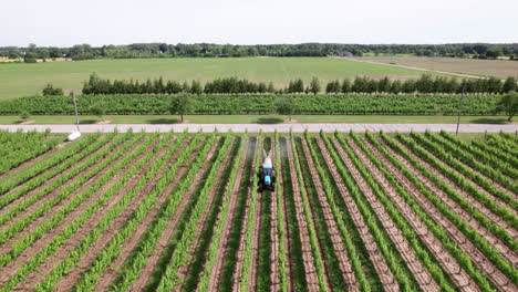 tractor agrícola rociando hileras de vides en el viñedo en un día soleado