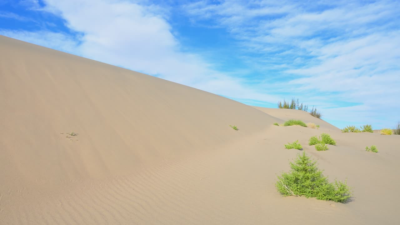Sweeping sand dunes are dotted with hardy green plants in the arid Durgun Nuur desert, Mongolia. A beautiful and remote natural landscape under a clear blue sky