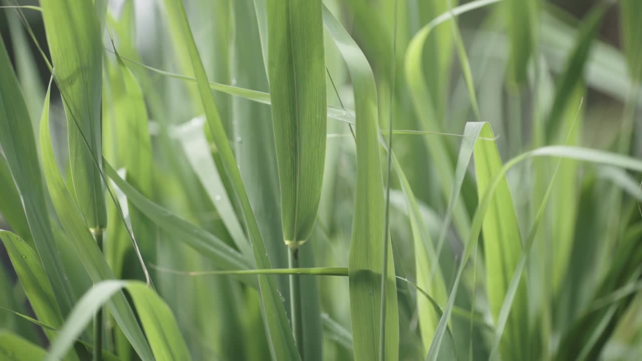 울창 한 초록 잔디 의 근접 사진