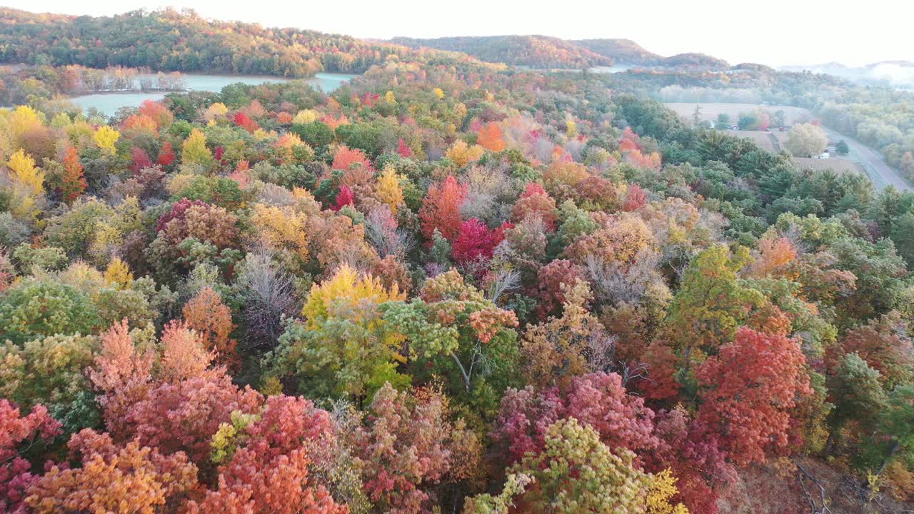 가을 잎자루 공중 사진