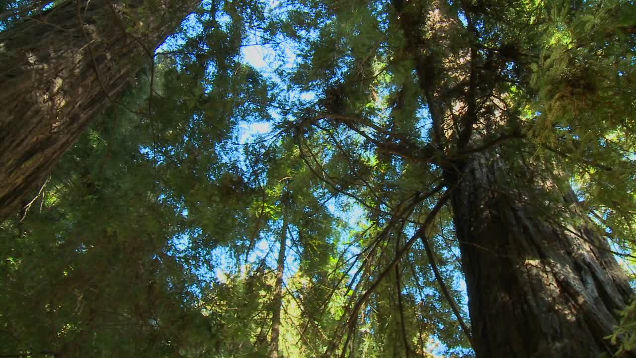 una toma en ángulo bajo de secuoyas en big sur california