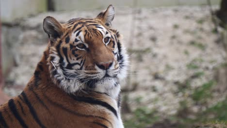 portrait shot of male tiger watching in wilderness for prey,close up - majestic head of tiger