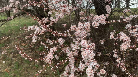 spring cherry blossoms swaying in the wind